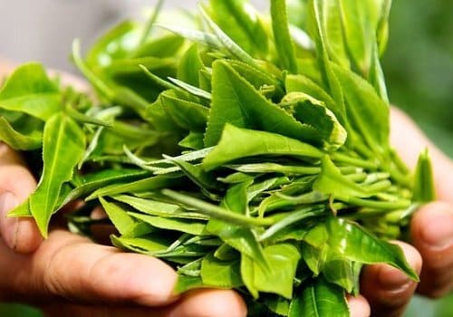 Trà xanh xay lấy nước thoa lên vùng da bị mụn mủ