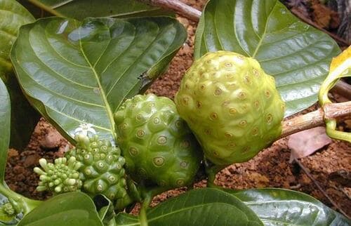 Cây nhàu có tính kháng khuẩn cao