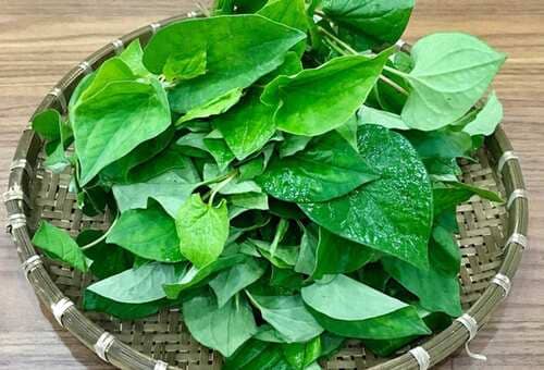 Trị mụn trứng cá bằng rau diếp cá