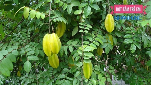 Lá khế là bài thuốc chữa viêm da cơ địa hiệu quả từ dân gian.