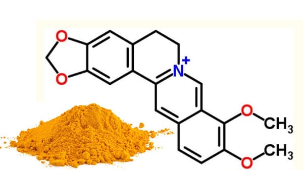 Hoạt chất Berberine được chứng minh tác dụng trị bỏng da rất hiệu quả