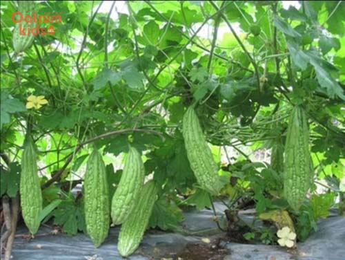 Chỉ nên lựa chọn mướp đắng sạch để tắm cho trẻ