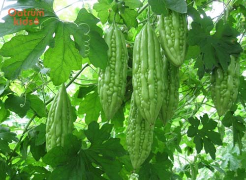 Mướp đắng vị đắng, rất tốt cho da