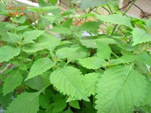 Lá kinh giới có mùi thơm rất dễ chịu