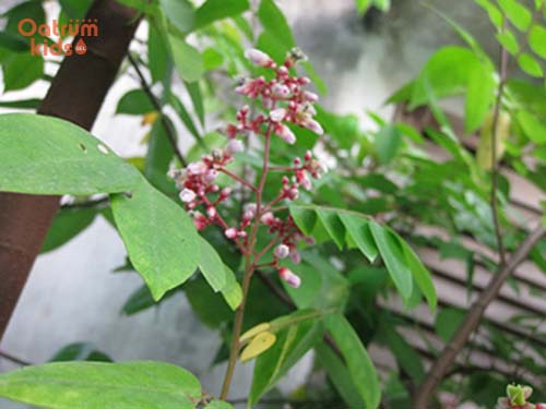 Lá khế có tác dụng giải độc, tán nhiệt