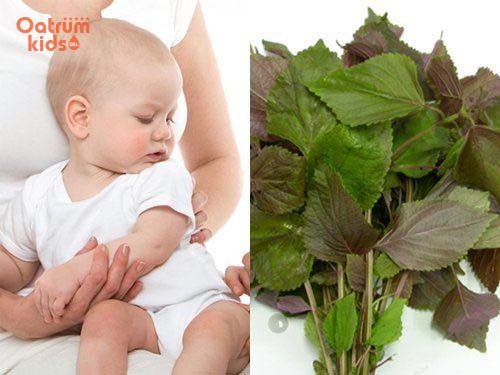 Lá tía tô tính mát, có tác dụng giải nhiệt hiệu quả