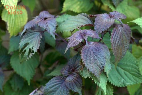 Chữa rôm sảy bằng lá tía tô cho bé được rất nhiều mẹ bỉm lựa chọn