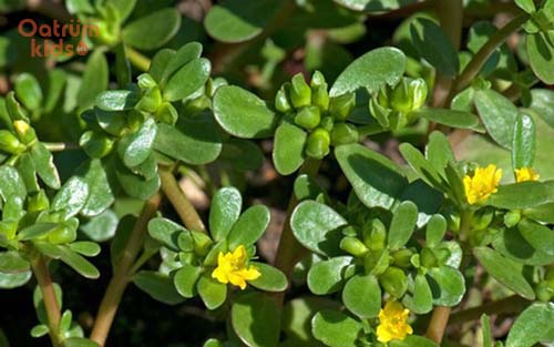 Trị rôm sảy cho bé bằng rau sam là lựa chọn của nhiều mẹ bỉm