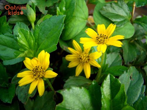 Cây sài đất có tác dụng thanh nhiệt, giải độc