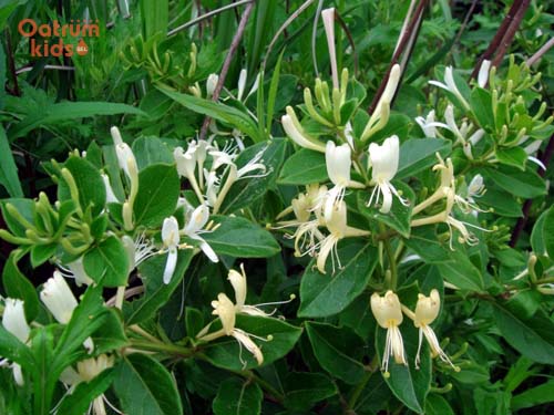 Lá kim ngân được sử dụng nhiều để chữa các bệnh ngoài da