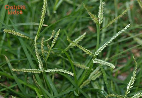 Cỏ mần trầu là một vị thuốc quý