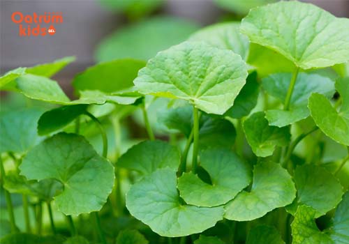 Rau má giúp thanh nhiệt, giải độc