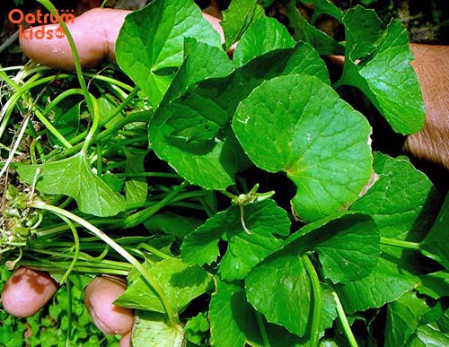 Lá đắp lên vết trầy xước của trẻ - Rau má giúp đẩy nhanh quá trình chữa lành vết thương