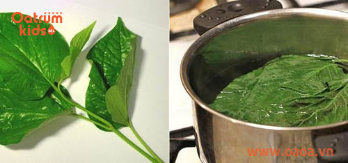 trị hăm tã cho bé bằng lá trầu không - Nước lá trầu không