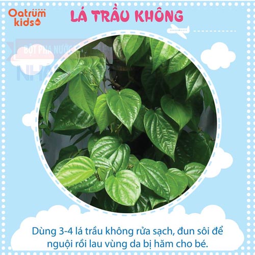 Lá chè xanh, lá khế, lá trầu không, cây mã đề… là những bài thuốc dân gian trị hăm tã được lưu truyền từ đời này qua đời khác.