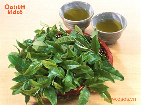 Bài thuốc trị hăm tã cho trẻ bằng chè xanh được nhiều mẹ áp dụng