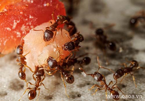 Cách diệt kiến tận gốc không dùng hóa chất giúp đảm bảo an toàn cho cả gia đình