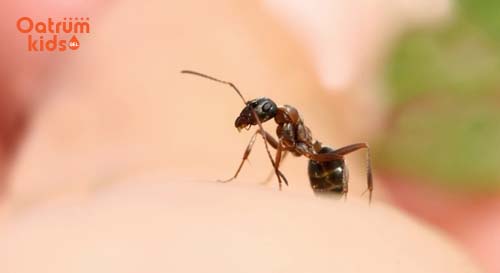 Trẻ có thể bị kiến lửa cắn bất cứ lúc nào