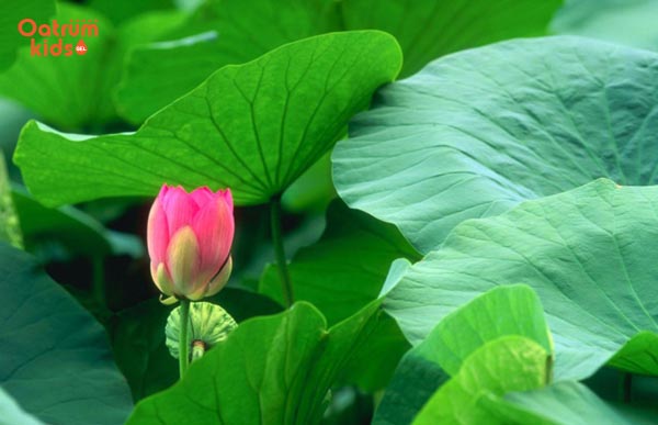 Lá sen trị được mụn nhọt mẹ đã biết chưa