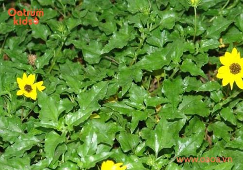 Sài đất kết hợp cùng bồ công anh, kim ngân giúp trị mụn nhọt hiệu quả