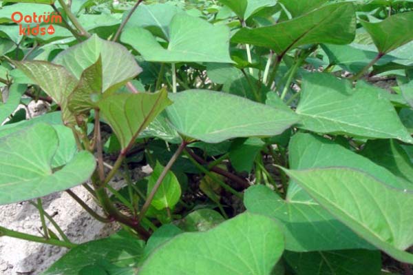 Bài thuốc hút mụn mủ mụn nhọt từ lá khoai lang