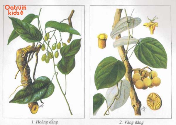 Tinh chất Berberine có nhiều trong cây Hoàng đắng và Vàng đắng