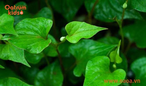 Rau diếp cá có tác dụng chống viêm, kháng khuẩn, ngăn ngừa tụ cầu khuẩn sinh sôi