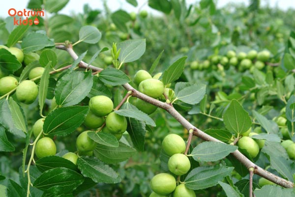 Bài thuốc trị mụn nhọt từ lá táo có từ xa xưa