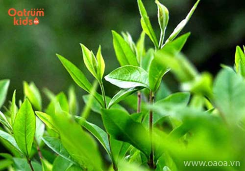 5 cách trị rôm sảy cho bé không tốn một xu từ cây nhà lá vườn