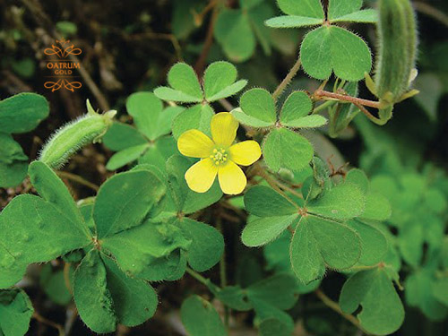 Cách xử lý mụn bọc có mủ đơn giản bất ngờ