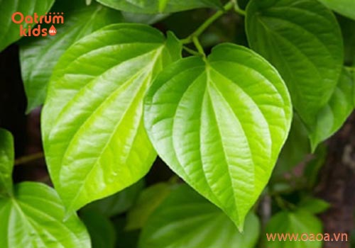 Điểm danh những loại cây trị mẩn ngứa ở trẻ nhỏ