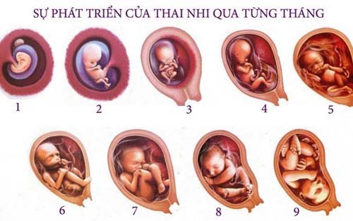 Khám phá quá trình hình thành thai nhi ở trong bụng mẹ
