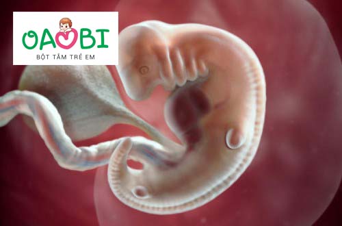 Thai 4 tuần tuổi phát triển như thế nào?