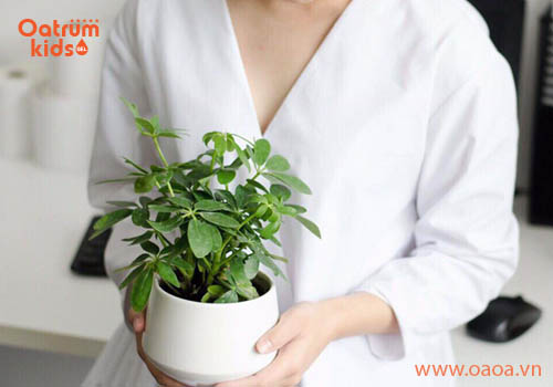 Top 9 cây đuổi muỗi hiệu quả nhất