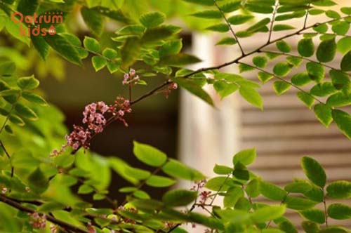 Trẻ sơ sinh bị rôm sảy tắm gì?